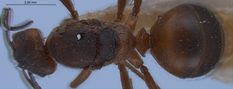 Queen specimen photo of Formica pratensis, dorsal, 1 of 3