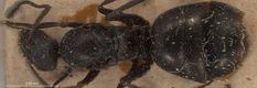 Queen specimen photo of Formica fusca, dorsal, 1 of 3
