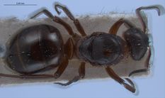 Queen specimen photo of Formica lugubris, dorsal, 1 of 3