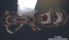 Queen specimen photo of Monomorium ergatogyna, dorsal, 1 of 3
