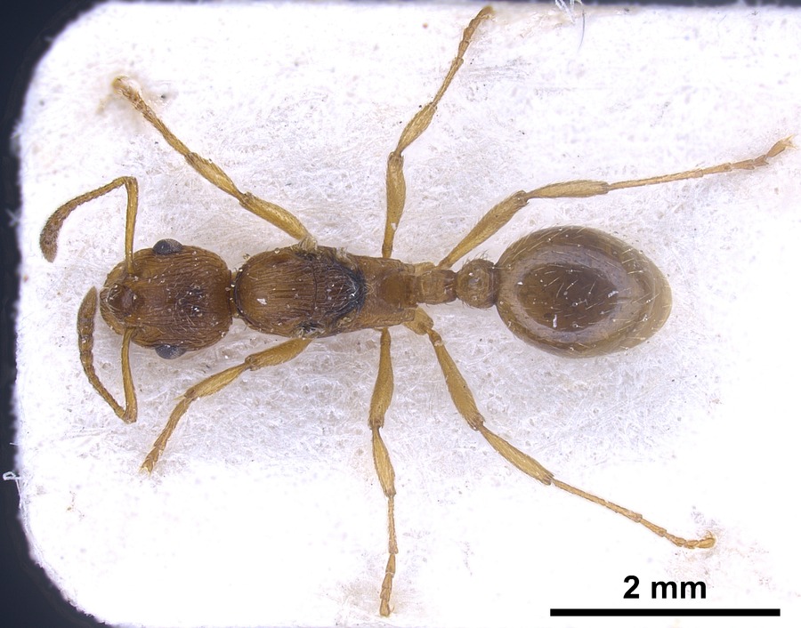 Queen specimen photo of Myrmica rubra, dorsal, 1 of 3