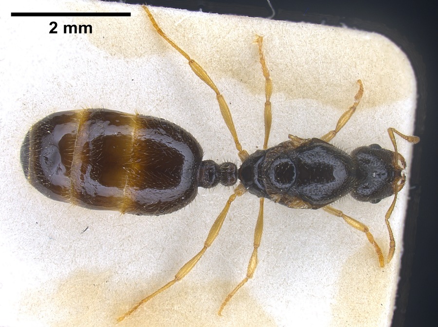 Queen specimen photo of Solenopsis fugax, dorsal, 1 of 3