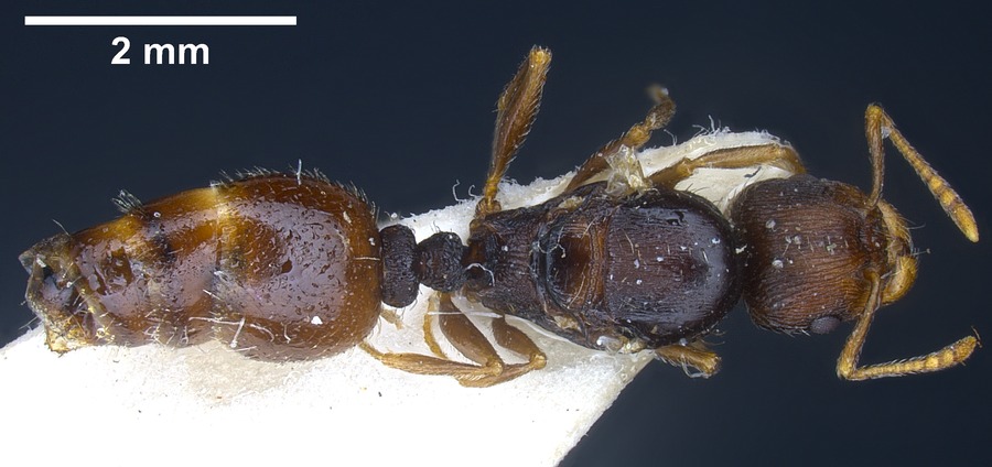 Queen specimen photo of Tetramorium moravicum, dorsal, 1 of 3