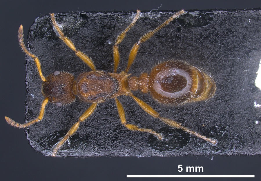 Queen specimen photo of Myrmica bibikoffi, dorsal, 1 of 3