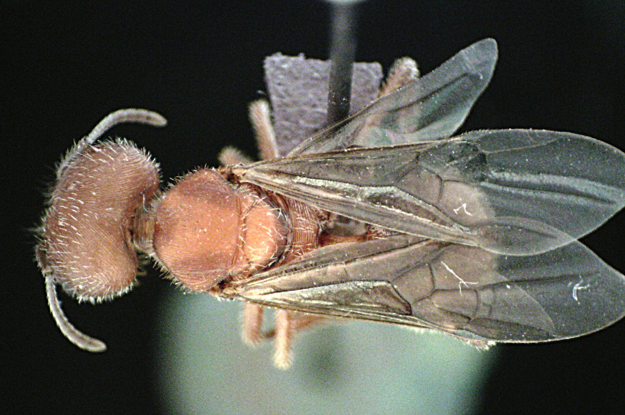 Queen specimen photo of Pogonomyrmex badius, dorsal, 1 of 3