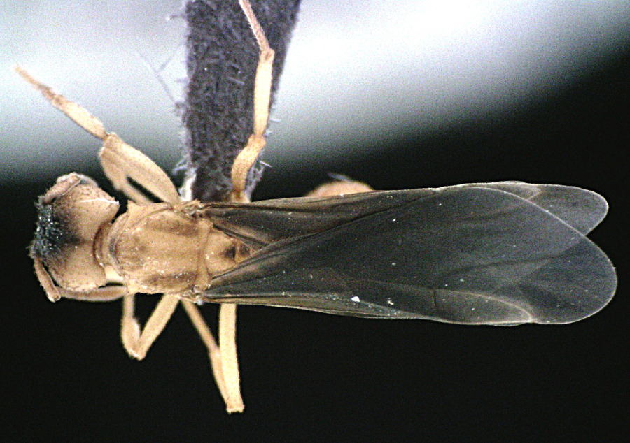 Queen specimen photo of Trachymyrmex septentrionalis, dorsal, 1 of 3