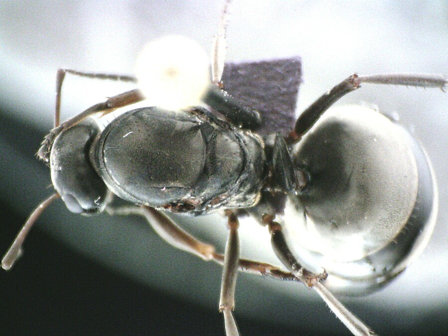 Queen specimen photo of Formica subsericea, dorsal, 1 of 3