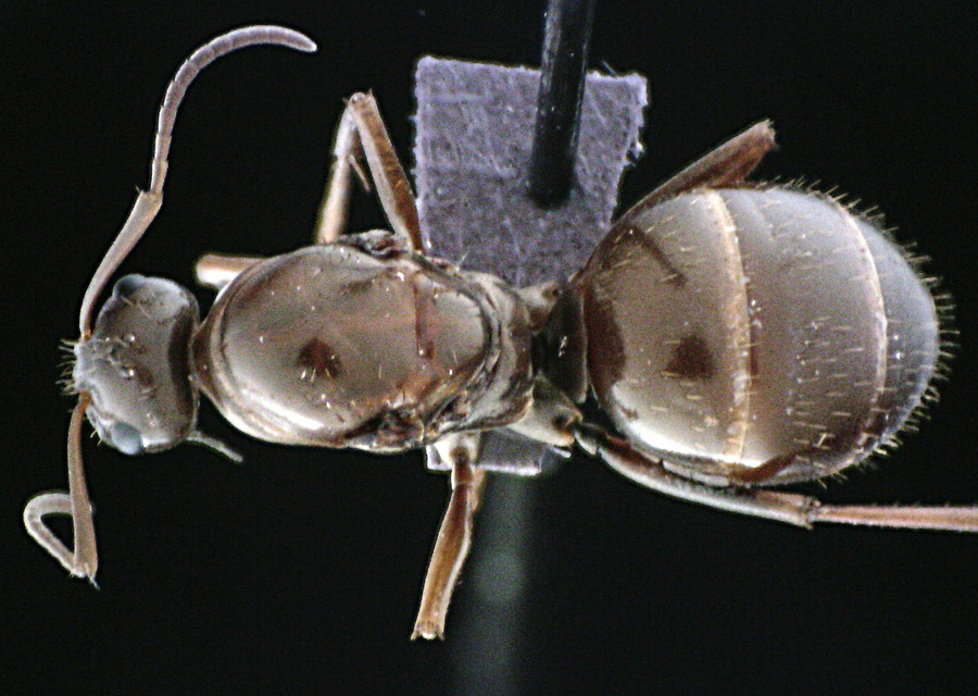 Queen specimen photo of Formica biophilica, dorsal, 1 of 3