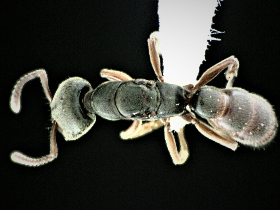 Queen specimen photo of Stigmatomma pallipes, dorsal, 1 of 3