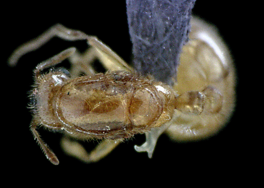 Queen specimen photo of Solenopsis pergandei, dorsal, 1 of 3
