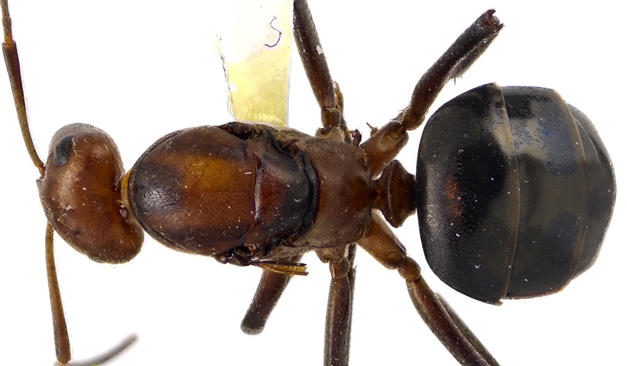 Queen specimen photo of Formica obscuriventris, dorsal, 1 of 3