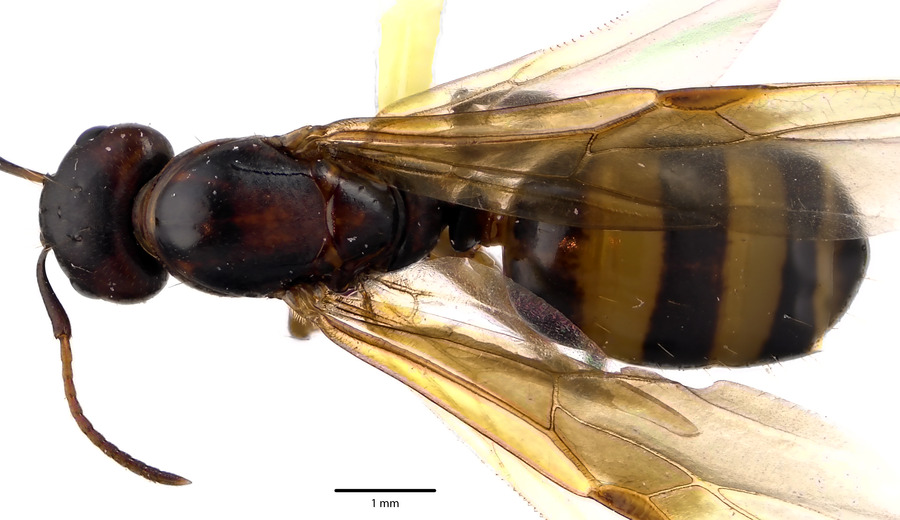 Queen specimen photo of Camponotus subbarbatus, dorsal, 1 of 3