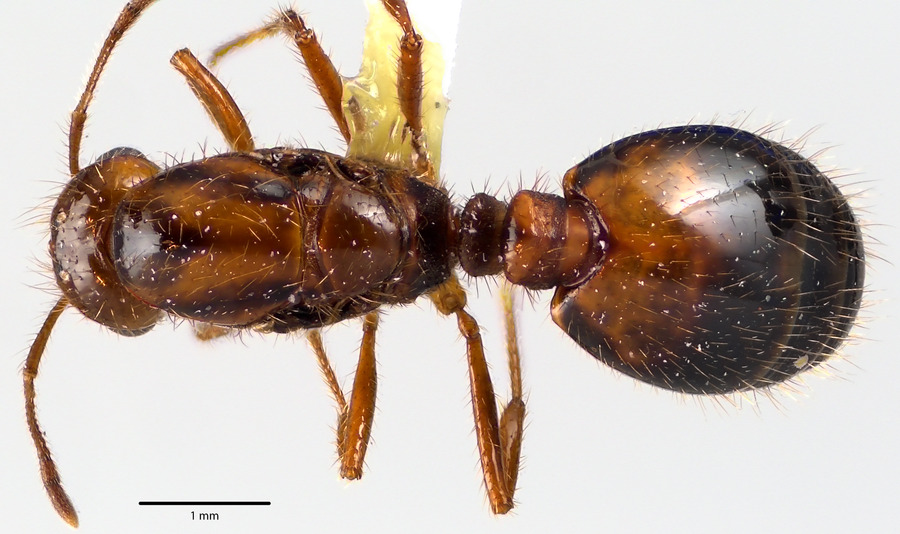 Queen specimen photo of Solenopsis invicta, dorsal, 1 of 3