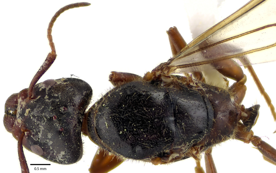 Queen specimen photo of Liometopum occidentale, dorsal, 1 of 3