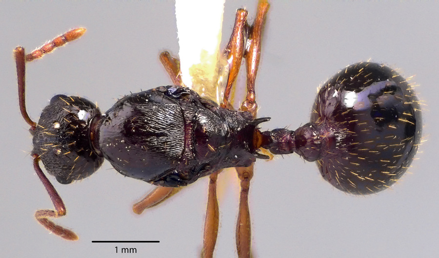 Queen specimen photo of Aphaenogaster picea, dorsal, 1 of 3