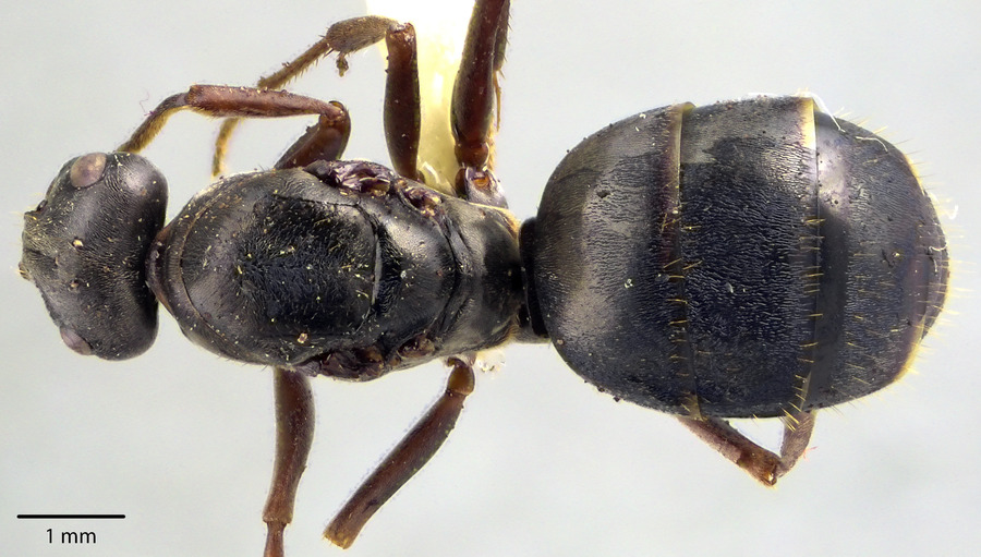 Queen specimen photo of Formica podzolica, dorsal, 1 of 3