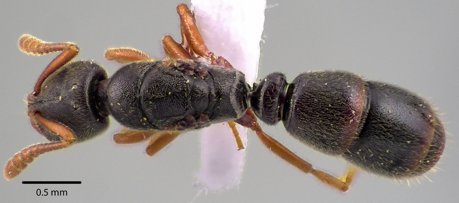 Queen specimen photo of Ponera pennsylvanica, dorsal, 1 of 3