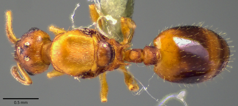 Queen specimen photo of Temnothorax curvispinosus, dorsal, 1 of 3