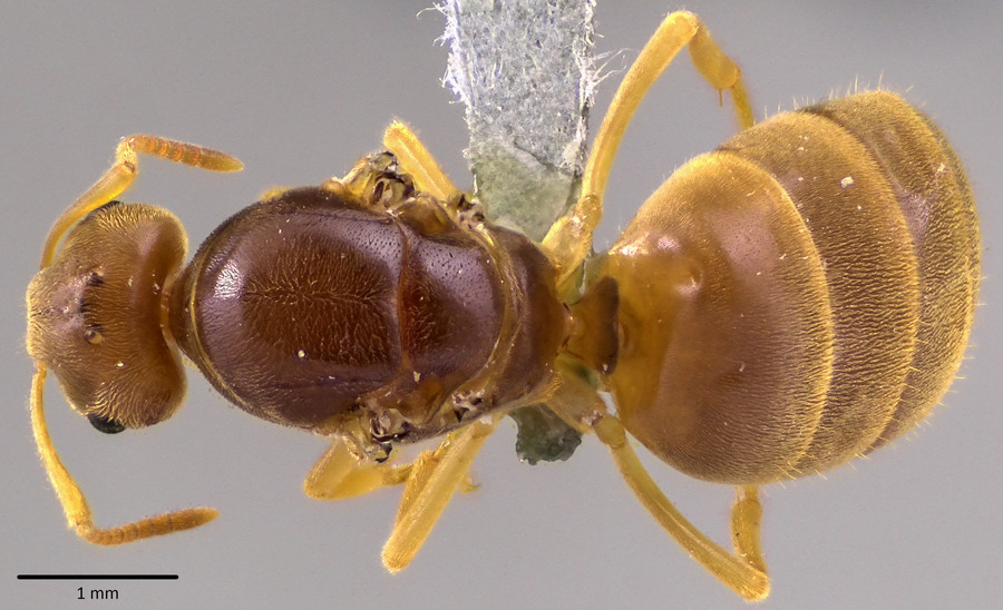 Queen specimen photo of Lasius nearcticus, dorsal, 1 of 3