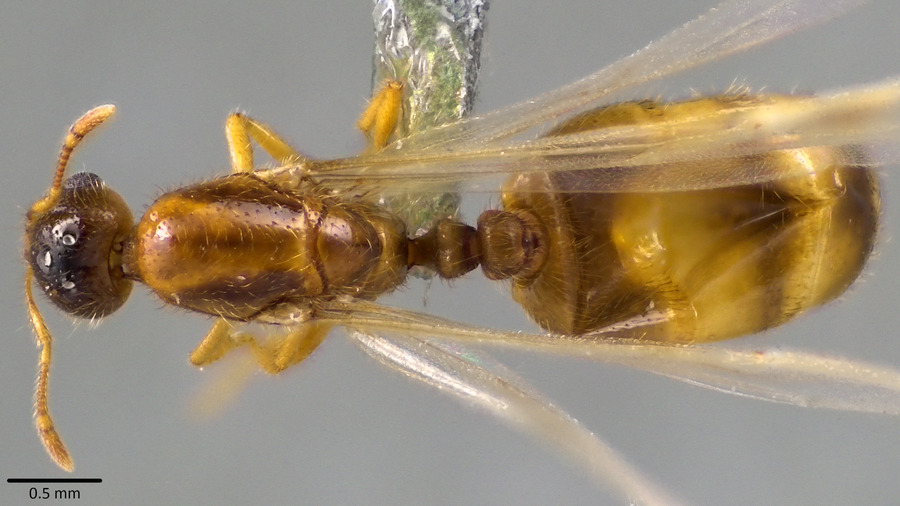 Queen specimen photo of Solenopsis molesta, dorsal, 1 of 3