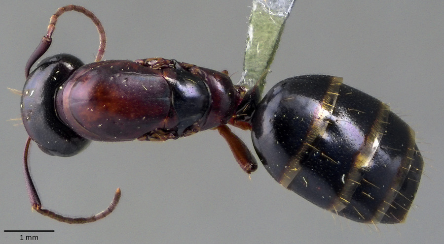 Queen specimen photo of Camponotus fallax, dorsal, 1 of 3