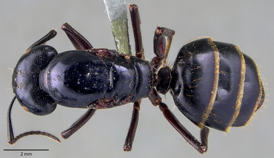 Queen specimen photo of Camponotus herculeanus, dorsal, 1 of 3