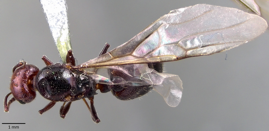 Queen specimen photo of Crematogaster scutellaris, dorsal, 1 of 3