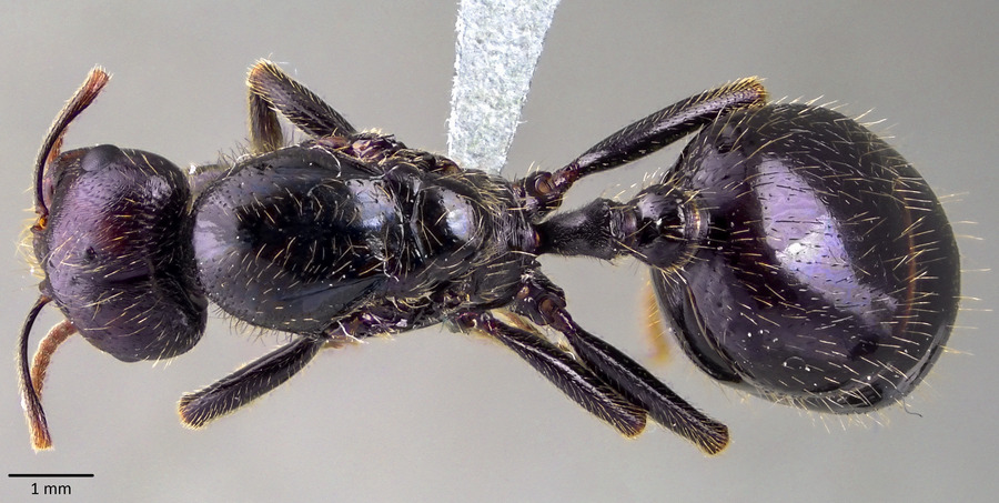 Queen specimen photo of Messor barbarus, dorsal, 1 of 3