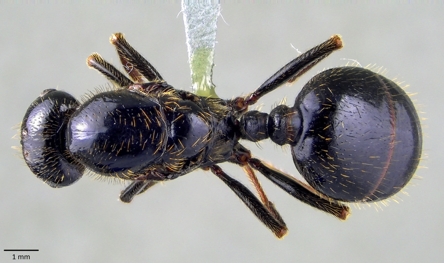 Queen specimen photo of Messor capitatus, dorsal, 1 of 3