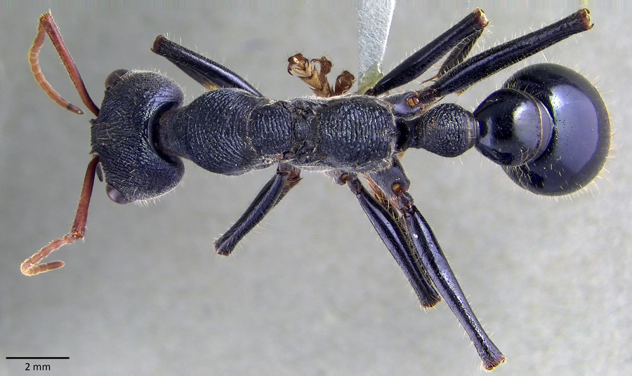 Queen specimen photo of Myrmecia tarsata, dorsal, 1 of 3