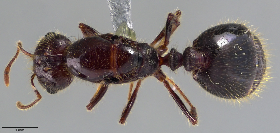 Queen specimen photo of Solenopsis geminata, dorsal, 1 of 3