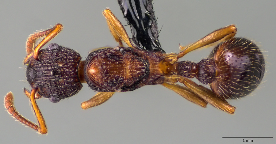 Queen specimen photo of Myrmica punctiventris, dorsal, 1 of 3