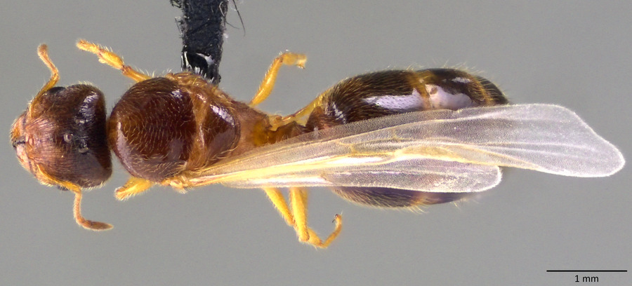 Queen specimen photo of Pheidole bicarinata, dorsal, 1 of 3