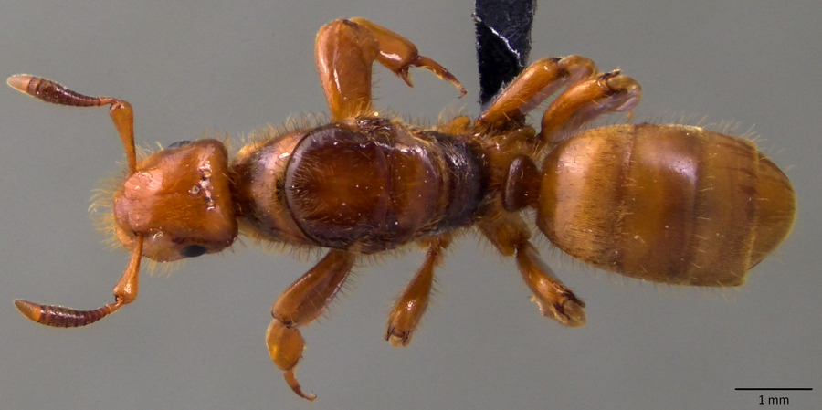 Queen specimen photo of Lasius latipes, dorsal, 1 of 3