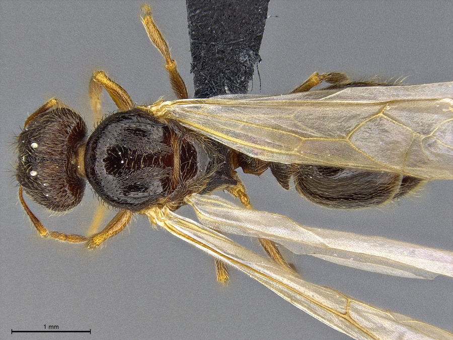 Queen specimen photo of Pheidole pilifera, dorsal, 1 of 3