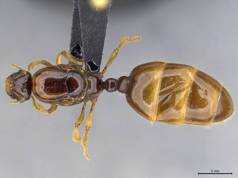 Queen specimen photo of Dolopomyrmex pilatus, dorsal, 1 of 3