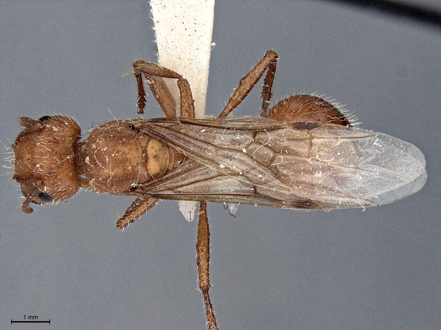 Queen specimen photo of Pogonomyrmex maricopa, dorsal, 1 of 3