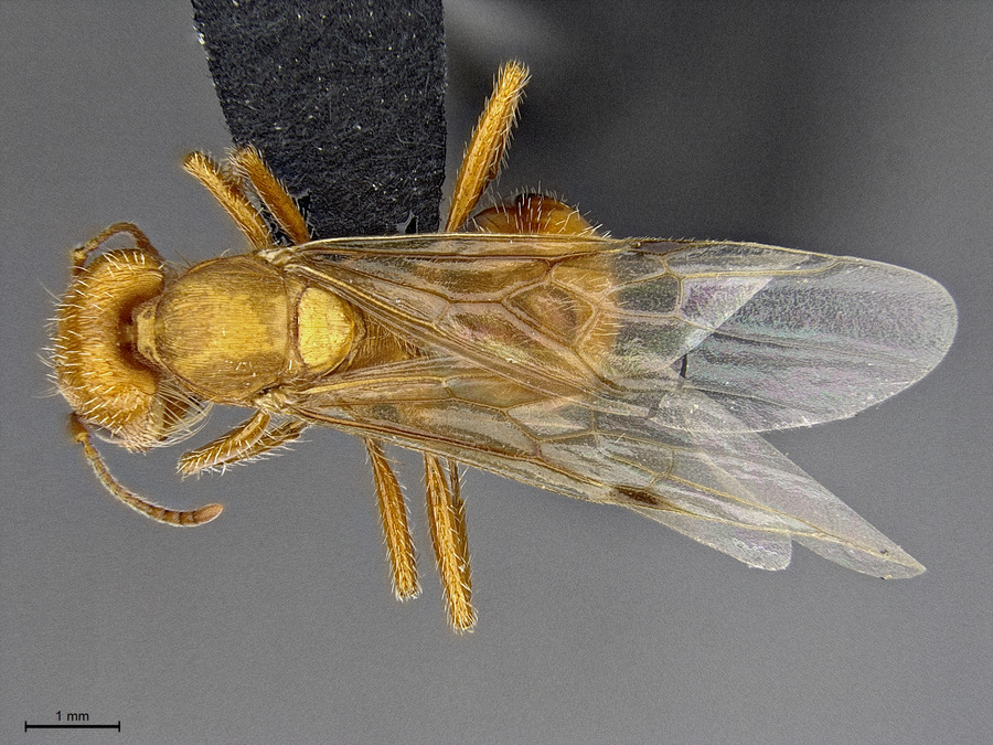 Queen specimen photo of Pogonomyrmex subnitidus, dorsal, 1 of 3