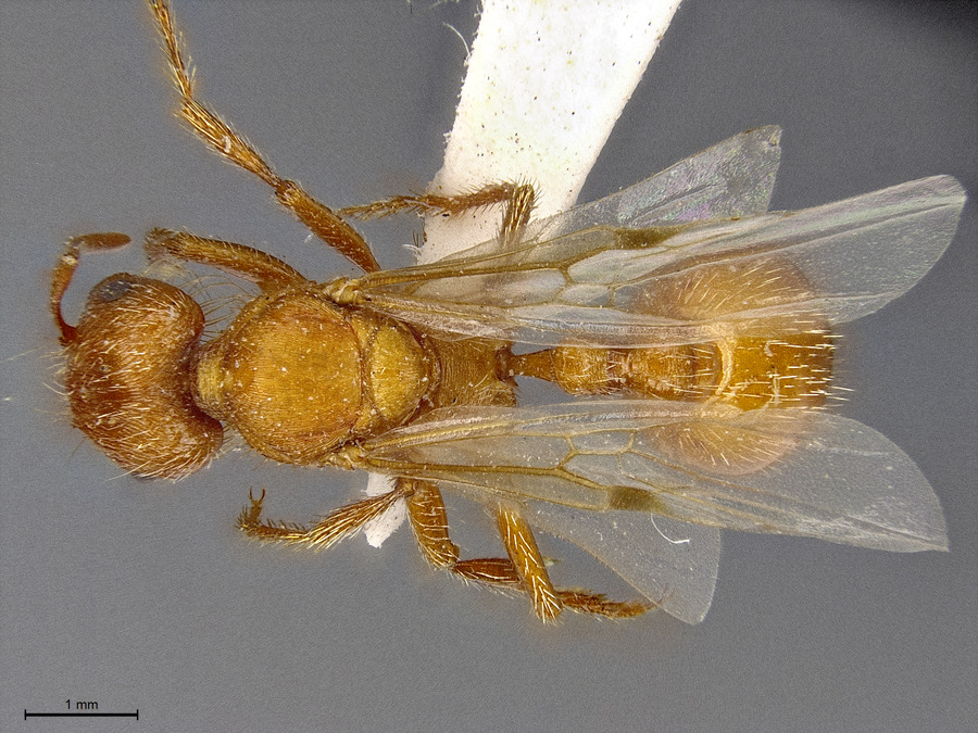 Queen specimen photo of Pogonomyrmex californicus, dorsal, 1 of 3