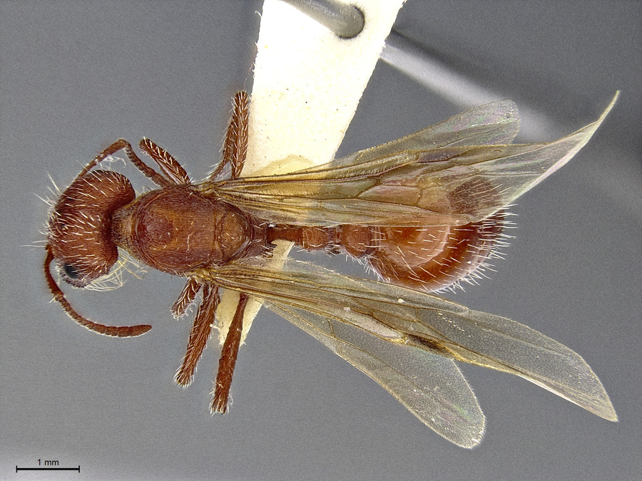 Queen specimen photo of Pogonomyrmex montanus, dorsal, 1 of 3