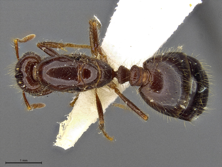Queen specimen photo of Solenopsis xyloni, dorsal, 1 of 3