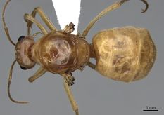 Queen specimen photo of Myrmecocystus mexicanus, dorsal, 1 of 3