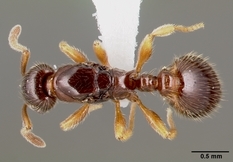 Queen specimen photo of Leptothorax pacis, dorsal, 1 of 3