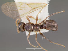 Queen specimen photo of Tetramorium atratulum, dorsal, 1 of 3