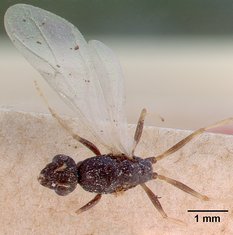 Queen specimen photo of Monomorium subopacum, dorsal, 1 of 3