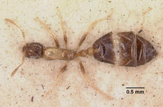 Queen specimen photo of Monomorium floricola, dorsal, 1 of 3