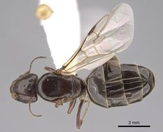 Queen specimen photo of Liometopum luctuosum, dorsal, 1 of 3