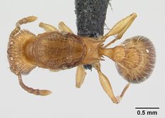 Queen specimen photo of Tetramorium bicarinatum, dorsal, 1 of 3