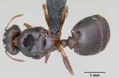 Queen specimen photo of Pheidole megacephala, dorsal, 1 of 3