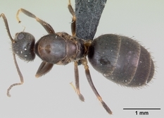 Queen specimen photo of Nylanderia vividula, dorsal, 1 of 3